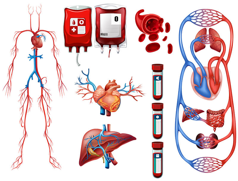 Jenis-Jenis Sistem Peredaran Darah Pada Manusia